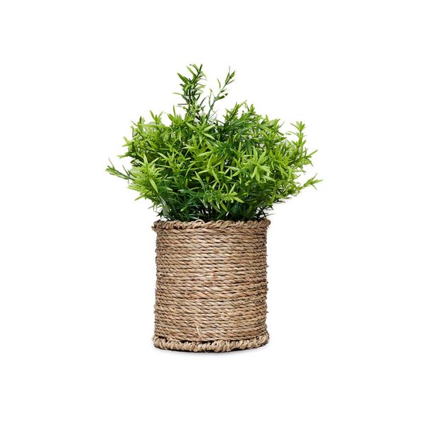 Grassula 18x18x27