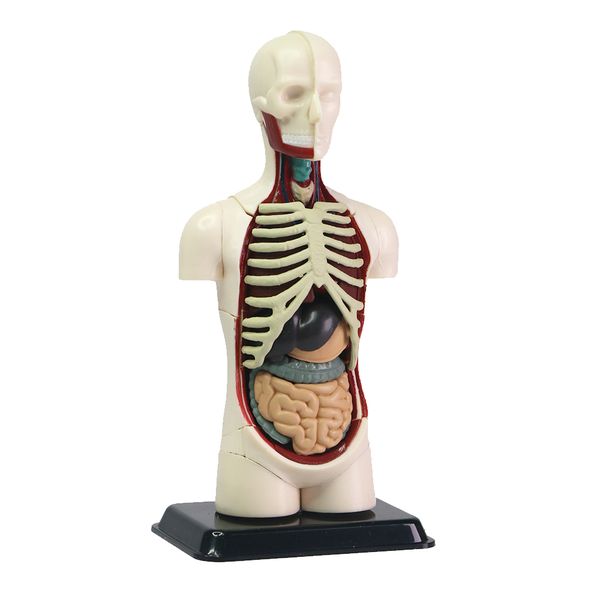Edu-Science Human Body Anatomy Model