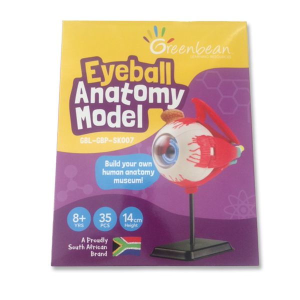 Greenbean Science - Anatomy Model - Eyeball - 31 Piece