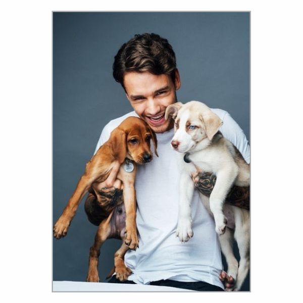 Liam Payne Puppies Poster - A1