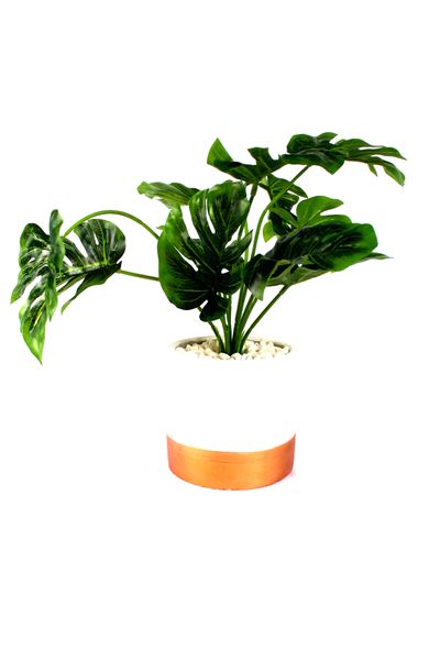 Modern Casa Delicious Monster Plant