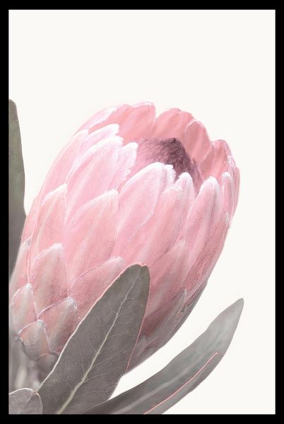 Pale Pink Protea Poster with Black Frame