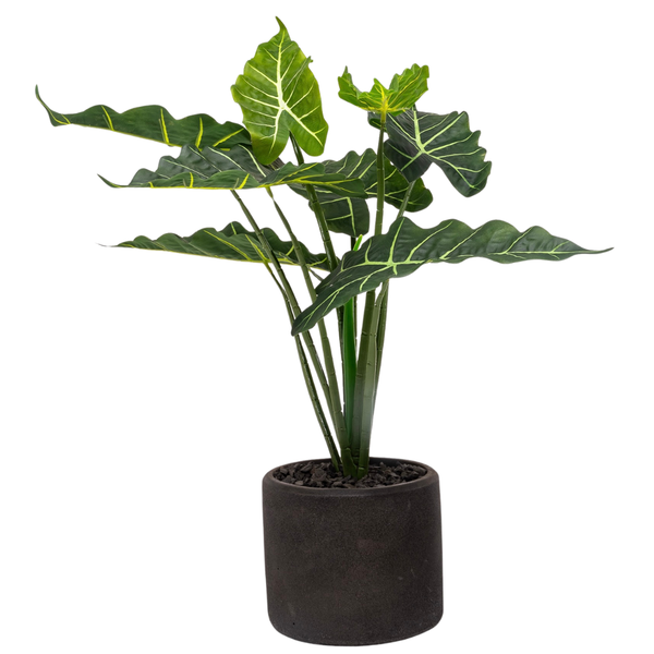 Aramis The Alocasia Artificial Plants in a Black Pot
