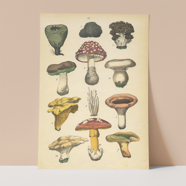 Vintage Illistration Wall Print