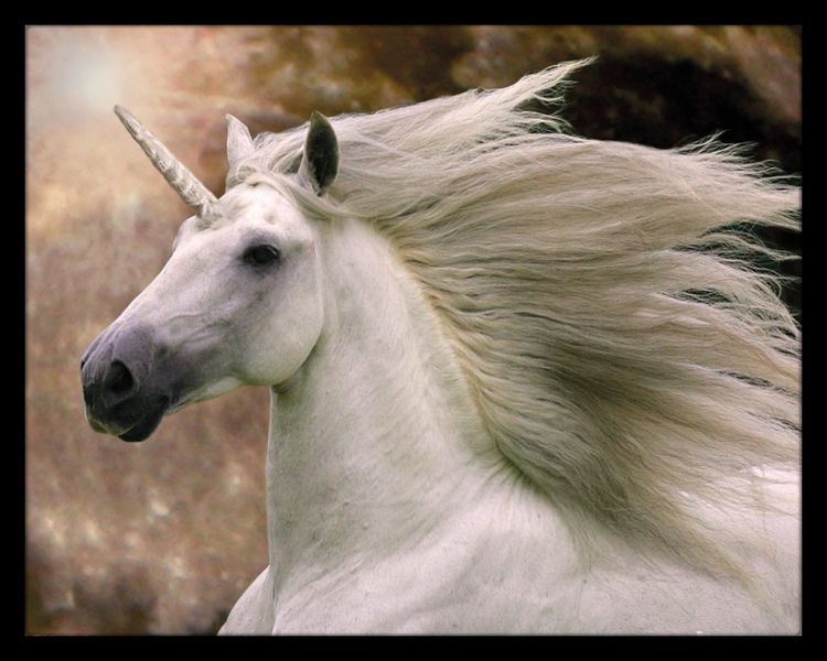 Bob Langrish - Unicorn Framed Mini Poster (40 x 50cm)