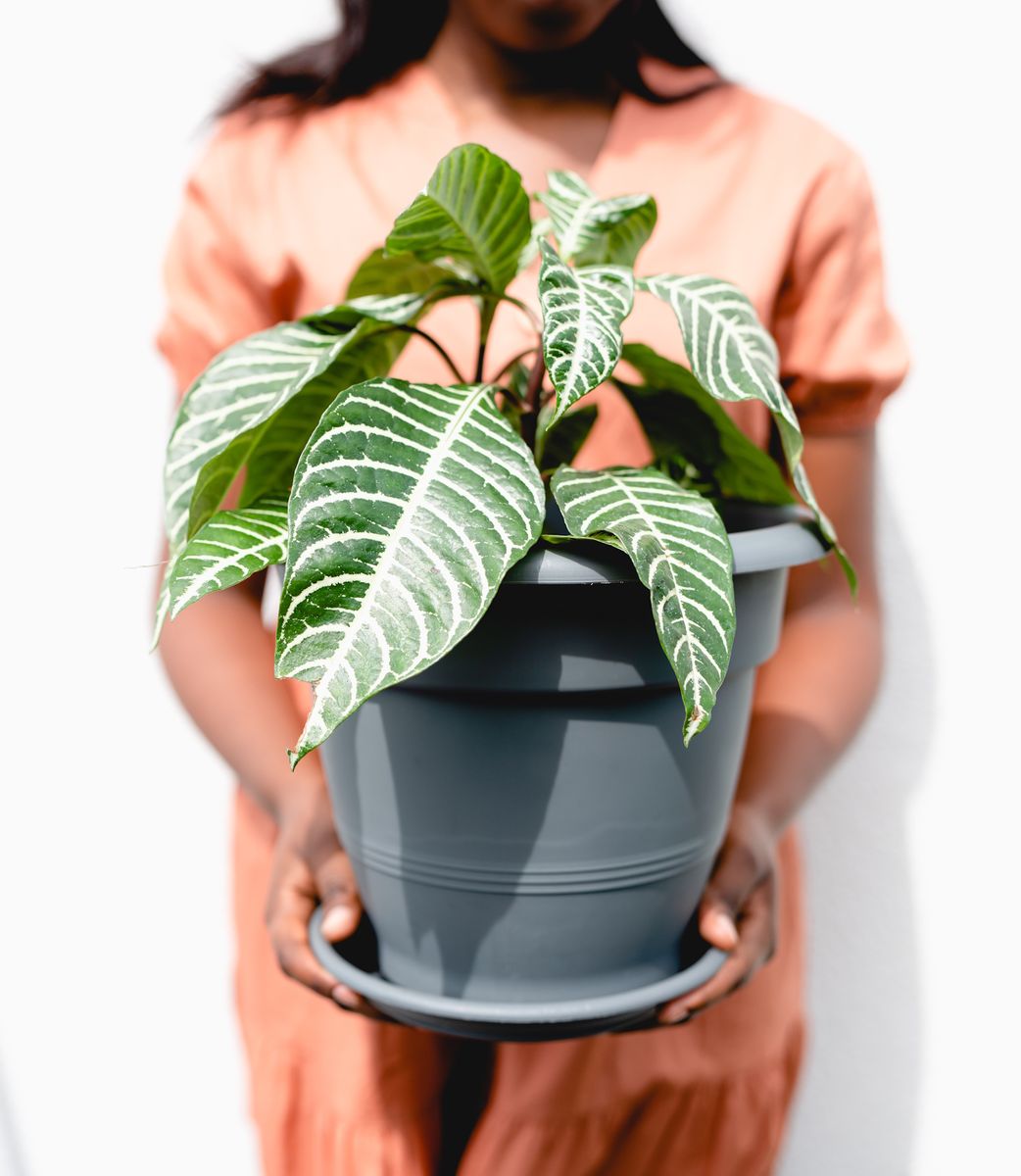 Planetware チューニングフォーク (venus) 約20cm Addis - Venus Pot Plant Saucer - Eco Green | Shop Today. Get it