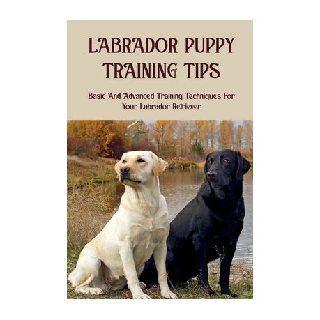 training labrador retriever tricks are for kids