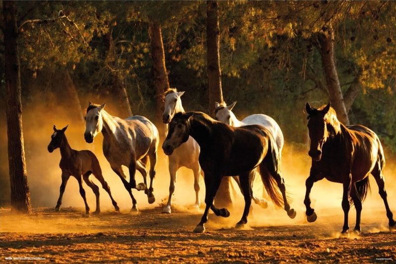 Andalusian Horses Poster