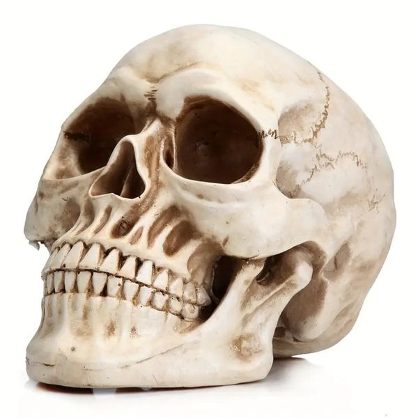 Home and Party Life-Size Skull, Halloween Party Decorations