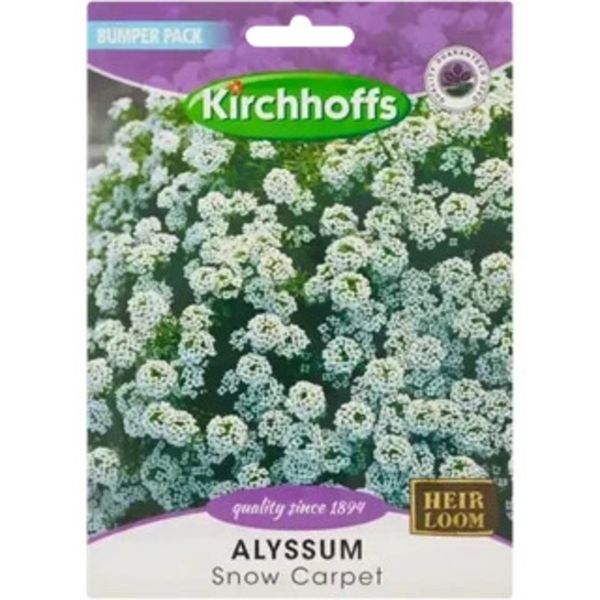 Kirchhoffs Alyssum Snow Carpet Large Bumper Pack