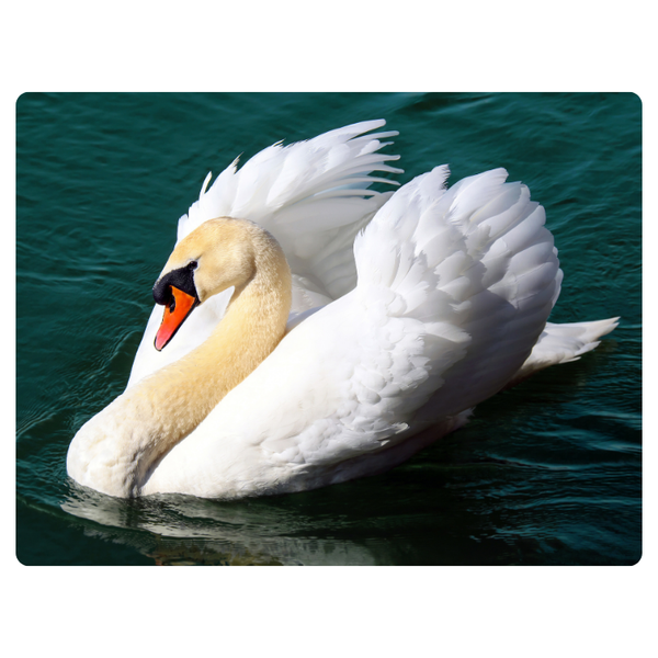 Swan On Water Mouse Pad