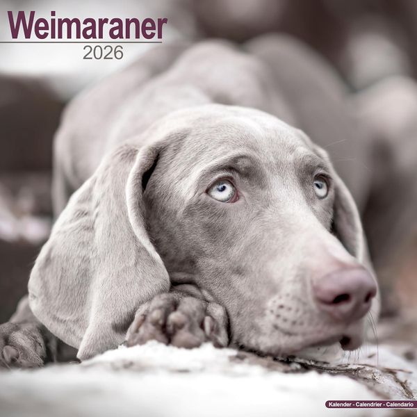 Weimaraner 2026 Square Wall Calendar