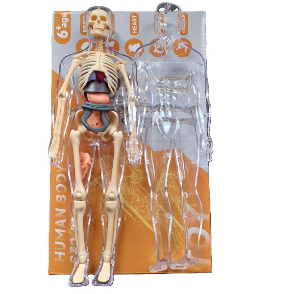 Human Anatomy Model Kit for Kids Ages 6+ 3D Skeleton and Organ Puzzle