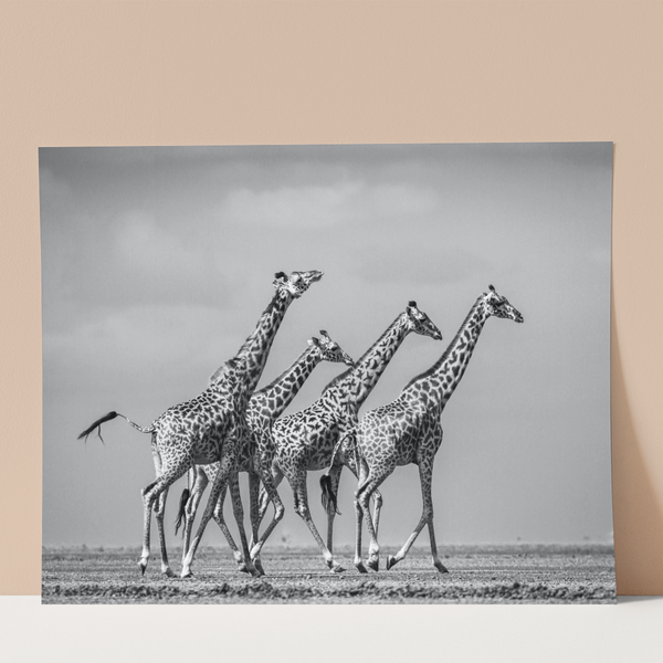 Giraffes on Gravel Wall Print