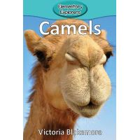 Camels | Buy Online in South Africa | takealot.com