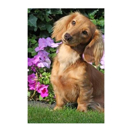 Curious Blonde Long Haired Dachshund Outside In The Spring Journal