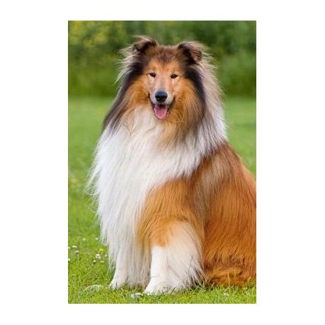 A Happy Long Haired Collie Dog Journal 150 Page Lined Notebook