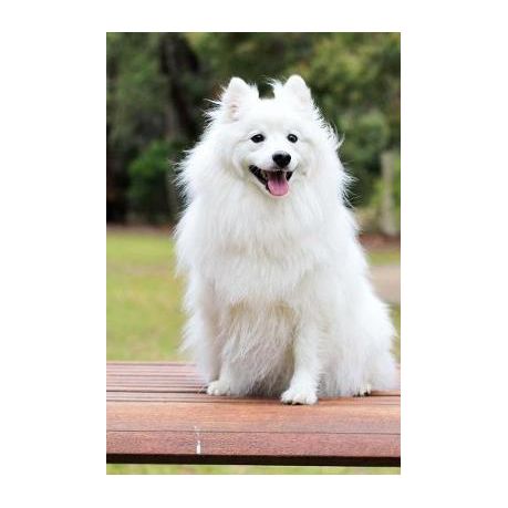White Spitz Puppy Goldenacresdogs White Spitz Puppy Goldenacresdogs