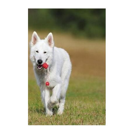 white pedigree dog