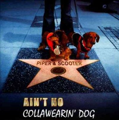 Piper &amp; Scooter - Ain't No Collawearin Dog (CD)