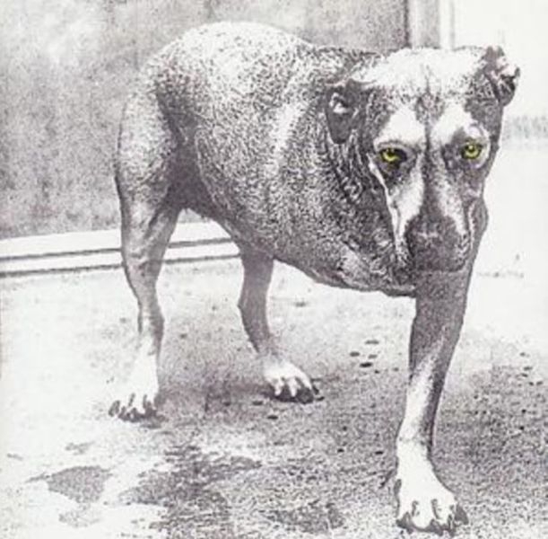 Alice In Chains - Alice In Chains (CD)