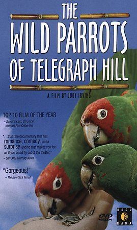 Wild Parrots of Telegraph Hill - (Region 1 Import DVD)