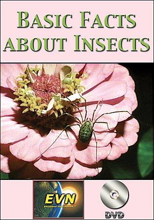 Basic Facts About Insects - (Region 1 Import DVD)