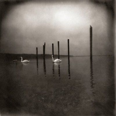 Om - Conference Of The Birds (CD)