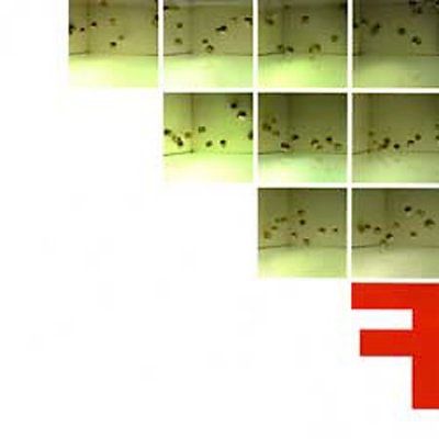 Fontanelle - F (CD)
