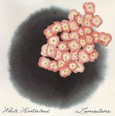 White Hinterland - Luniculaire (CD)