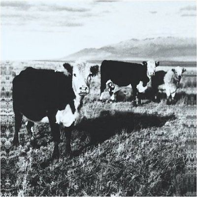 Mark Kozelek - Finally Lp (CD)