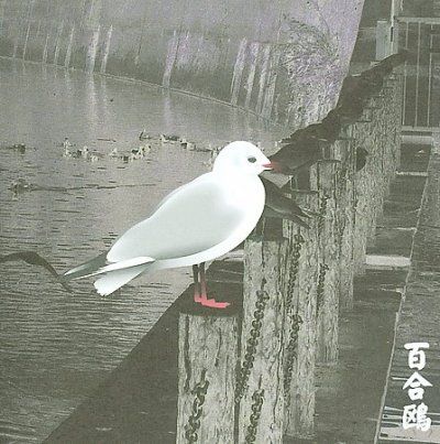Merzbow - 13 Japanese Birds: Vol 3 (CD)