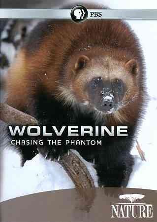 Nature:Wolverine Chasing the Phantom - (Region 1 Import DVD)