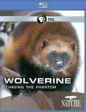 Nature:Wolverine Chasing the Phantom - (Region A Import Blu-ray Disc)