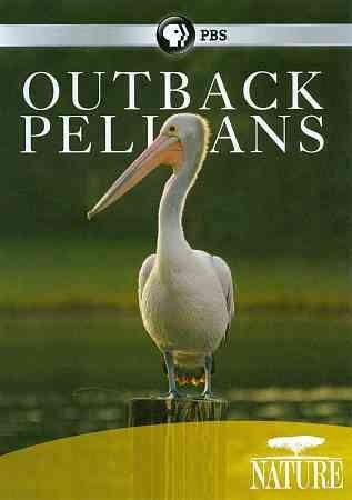 Nature:Outback Pelicans - (Region 1 Import DVD)