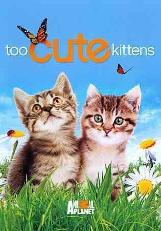 Too Cute Kittens - (Region 1 Import DVD)