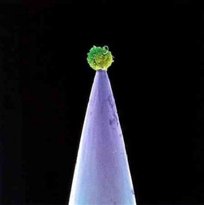 Peter Gabriel - New Blood (CD)