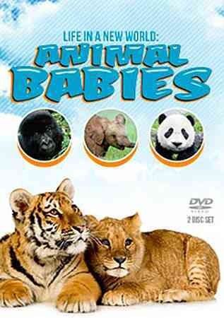 Animal Babies - (Region 1 Import DVD)