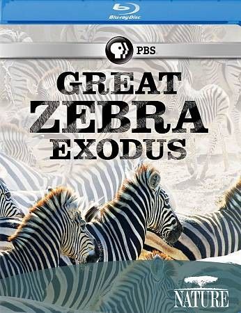 Nature:Great Zebra Exodus - (Region A Import Blu-ray Disc)