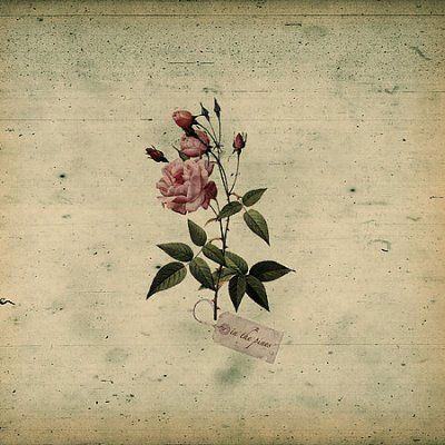 In the Pines - (Import CD)