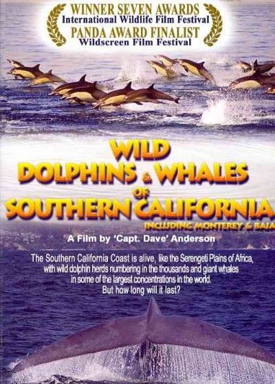 Wild Dolphins and Whales of Southern - (Region 1 Import DVD)