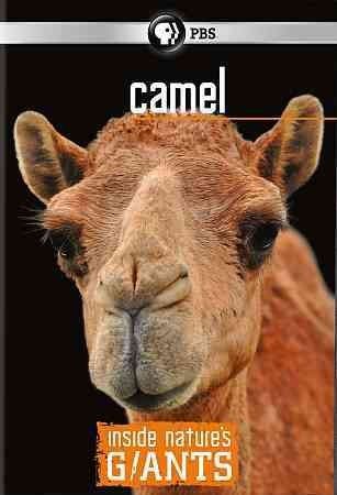 Inside Nature's Giants:Camel - (Region 1 Import DVD)