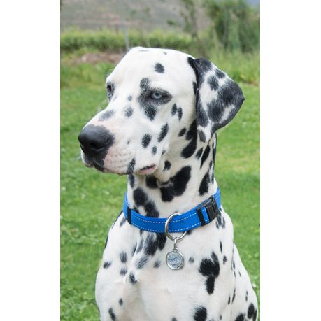 Dog shock best sale collar takealot