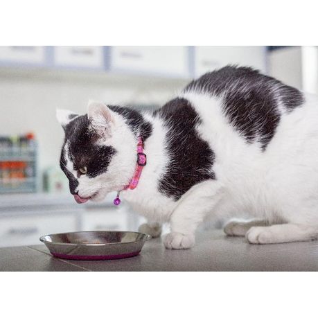 Stainless Steel Cat Bowl 200ml Cat Water Bowl Multifunction Food And Water  Bowl Pink