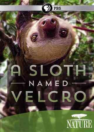 Nature:Sloth Named Velcro - (Region 1 Import DVD)