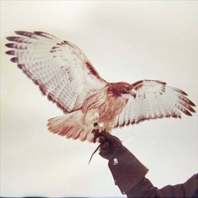 Jm Airis - Wild Birds (Vinyl)