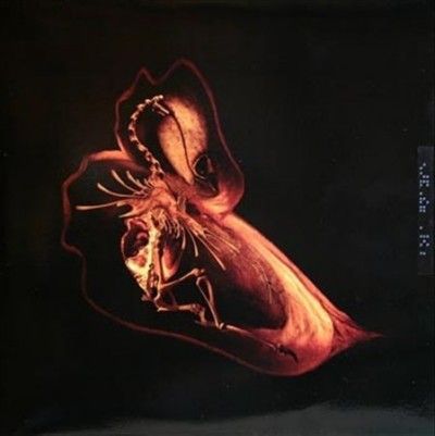 Bola - Gnayse (Vinyl)