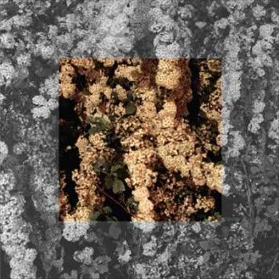 Drown - (Import Vinyl Record)