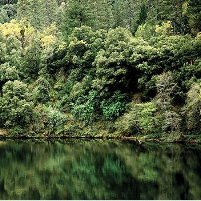 Conifer - Crown Fire (Vinyl)