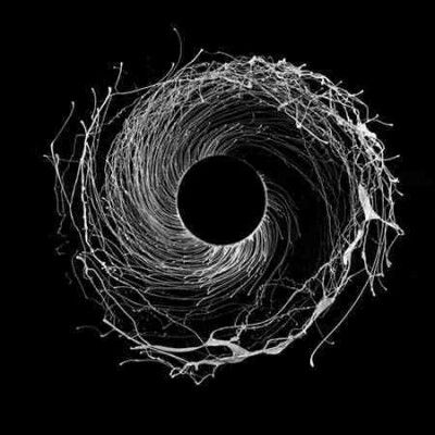 Dysnomia (Vinyl / 12" Album)